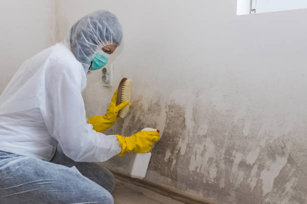 Professional Mold Remediation in Cramerton, NC